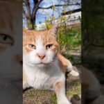 公園のジョギングコース脇にいた猫ちゃん、撫でるとコース上に出てきてゴロンゴロン寝転ぶ #ImpressedCatVideo #catisland #猫(YouTube)