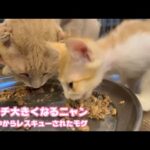 アタチいっぱい食べて大きくなるニャン  泥の中からレスキューされたモグ  2025 06 29 1(YouTube)