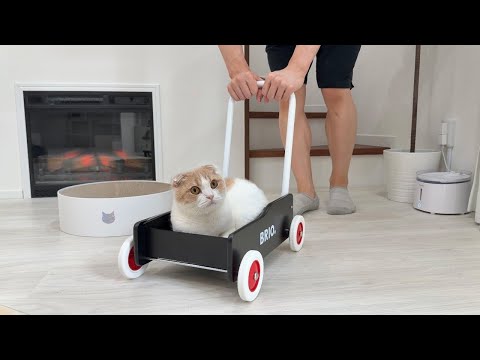 朝ごはんの時間に遅刻して寝ぼけながら手押し車で運ばれる猫が可愛すぎましたwww(YouTube)