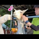 すっかり夏仕様に！ラマの毛刈りをしたら可愛い表情がたくさん撮れました！(YouTube)