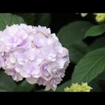 お昼のライブがうまくいかなかったので、夕方のInstagramのライブをYouTubeの縦ライブでやりますよ☔️(YouTube)