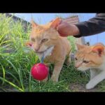 可愛い猫達と遊ぼうとしたら、ボス猫がおもちゃを独り占めにした(YouTube)
