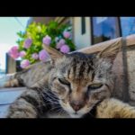 🏝️真夏の猫島、猫たちが軒先の特等席で避暑してた件🐾(YouTube)