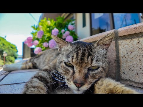 🏝️真夏の猫島、猫たちが軒先の特等席で避暑してた件🐾(YouTube)