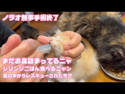 まだお鼻詰まってるニャ  シリンジごはん食べるニャン  泥の中からレスキューされたモグ　ノラオ手術無事終了  頑張りました    2025 06 11 1(YouTube)