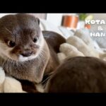 プチ喧嘩してムッ！としてる顔が人間みたいなカワウソ　One Otter’s Glance is Another Otter’s Stink Eye(YouTube)