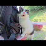 前から見ても後ろから見てもハチワレ猫ちゃんが可愛い仕草で甘えてきた(YouTube)