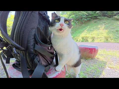 前から見ても後ろから見てもハチワレ猫ちゃんが可愛い仕草で甘えてきた(YouTube)