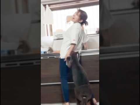 カンガルーに浣腸されて腰痛めるママ#shorts(YouTube)