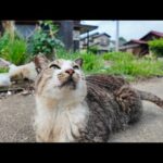 島のパスタ屋さん定休日だったけど呼び込みの猫ちゃんは店の前にいました(YouTube)