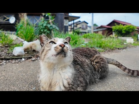 島のパスタ屋さん定休日だったけど呼び込みの猫ちゃんは店の前にいました(YouTube)
