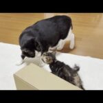 少しずつ子猫の存在に慣れてくる猫(YouTube)