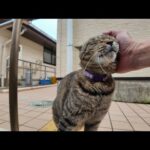 撫でてほしかっただけなのに…急にちゅーる出されて困惑する猫がこちら(YouTube)
