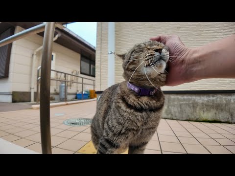 撫でてほしかっただけなのに…急にちゅーる出されて困惑する猫がこちら(YouTube)