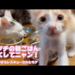 アタチの朝ごはん早くしてニャン  泥の中からレスキューされたモグ   2025 06 23 1(YouTube)