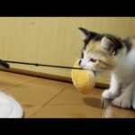 「これは私のもの」ウゥ～ウゥ～と怒りだす独占欲が強い子猫(YouTube)