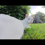 新入りの白猫ちゃんが警戒しながら庭園を探検する(YouTube)