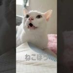 絶対に返事してくれる猫チロさん #shorts(YouTube)