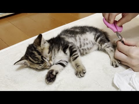 眠気に勝てず大人しく爪を切られる子猫(YouTube)