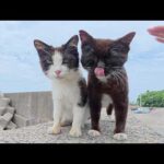 堤防の上に飛び乗ってナデナデを要求してくる猫ちゃん達(YouTube)