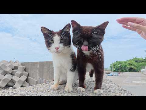 堤防の上に飛び乗ってナデナデを要求してくる猫ちゃん達(YouTube)