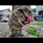 漁港付近の道にいる甘えん坊の猫ちゃんに今日はちゅーるをやってきた(YouTube)