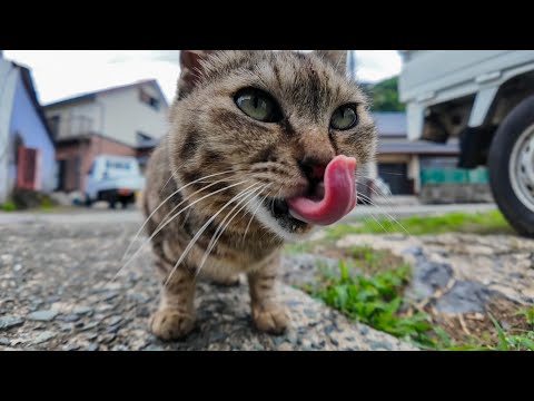 漁港付近の道にいる甘えん坊の猫ちゃんに今日はちゅーるをやってきた(YouTube)