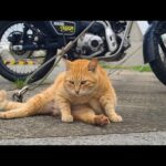 感動猫動画 のライブ配信(YouTube)