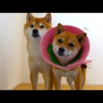 術後の柴犬、進展ありました。(YouTube)