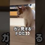トロがガン見する先には…？？？ #shorts(YouTube)