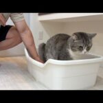 検尿カップで猫のおしっこを取ろうとしたらまさかの事態になりましたw(YouTube)