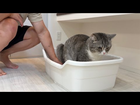 検尿カップで猫のおしっこを取ろうとしたらまさかの事態になりましたw(YouTube)