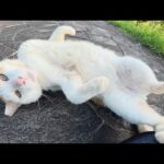 久しぶりに茶シロ猫に会ったら「ベンチに行こう！」と誘われた(YouTube)