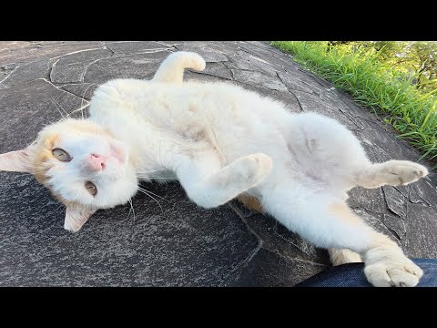 久しぶりに茶シロ猫に会ったら「ベンチに行こう！」と誘われた(YouTube)