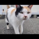 感動猫動画 のライブ配信(YouTube)