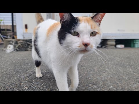 感動猫動画 のライブ配信(YouTube)
