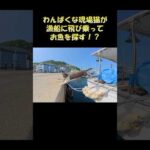 わんぱくな現場猫が漁船に飛び乗ってお魚を探す！？ #猫 #ネコ #cat(YouTube)