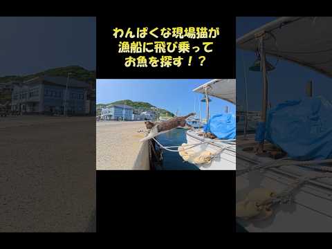 わんぱくな現場猫が漁船に飛び乗ってお魚を探す！？ #猫 #ネコ #cat(YouTube)