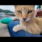 猫島のフェリー降りてすぐに出会った猫ちゃん、座ると膝の上に飛び乗ってきてカワイイ(YouTube)