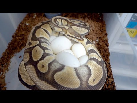 ヘビの産卵シーズンがピークになるとこうなります(YouTube)