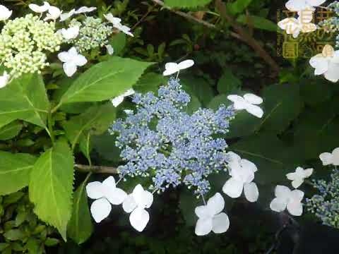 井の頭自然文化園 花ごよみ動画 ヤマアジサイの開花(YouTube)