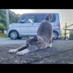 感動猫動画 のライブ配信(YouTube)