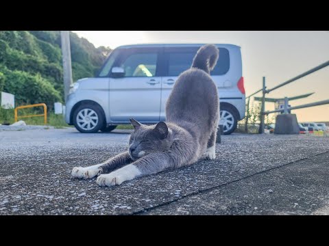 感動猫動画 のライブ配信(YouTube)