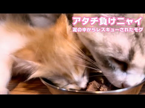 アタチ負けニャイ  泥の中からレスキューされたモグ  2025 06 01 2(YouTube)