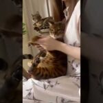 猫パンチ無限ループ🐾💛(YouTube)