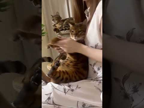 猫パンチ無限ループ🐾💛(YouTube)