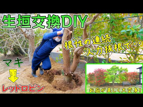 DIYで生垣のマキを抜根してレッドロビンに変えたら、管理の手間が激減してお庭がこんなに明るく綺麗になりました😊♪(YouTube)