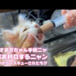 給餌いい子できるニャン  ノラオおぢちゃん手術ニャ  泥の中からレスキューされたモグ    2025 06 10 2(YouTube)