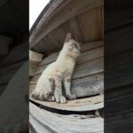 シャム猫が屋根の上から人間を見下ろす #猫 #ネコ #cat(YouTube)