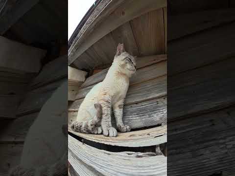 シャム猫が屋根の上から人間を見下ろす #猫 #ネコ #cat(YouTube)